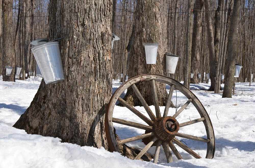 buckets collection maple sap at a sugar shack